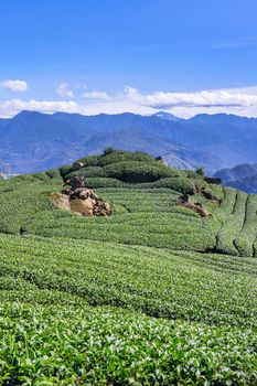 Beautiful tea garden rows scene isolated with blue sky and cloud, design concept for the tea product background, copy space, aerial view