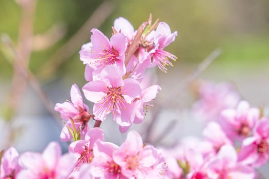 Beautiful and elegant pale light pink peach blossom flower on the tree branch at a public park garden in Spring, Japan. Blurred background.