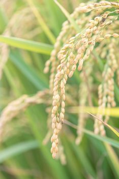 Yellow paddy field swaying over sunset day time in Asia. Raw short grain rice crop stalk, ears detals, organic agriculture farming concept, close up.