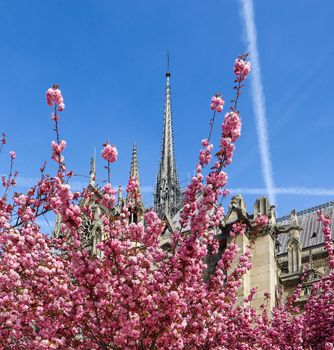 Paris / France - April 05 2019. Notre Dame Cathedral in cherry blossom. Before the fire