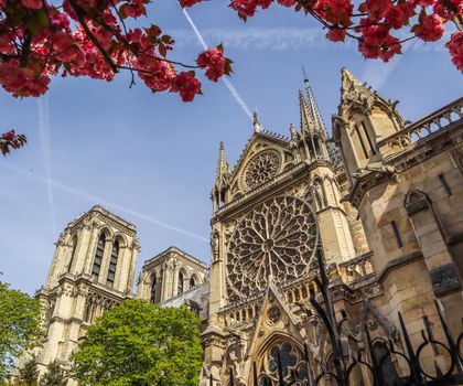 Paris / France - April 05 2019. Notre Dame Cathedral in cherry blossom. Before the fire
