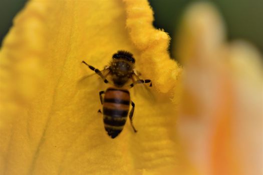 Honey bee in a yellow pumkin blossom as a close up