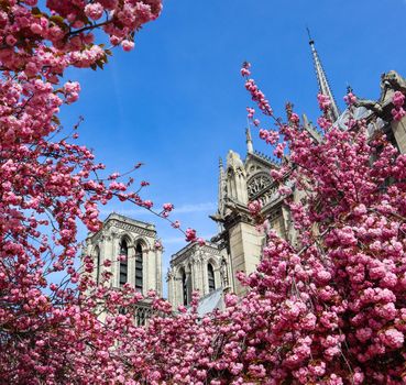 Paris / France - April 05 2019. Notre Dame Cathedral in cherry blossom. Before the fire