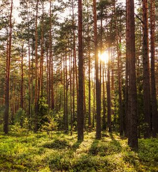 Sunlight on trees in a pine forest at sunset. Summer nature landscape.