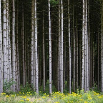straight grey trunks of spruce trees and yellow summer flowers in french ardennes