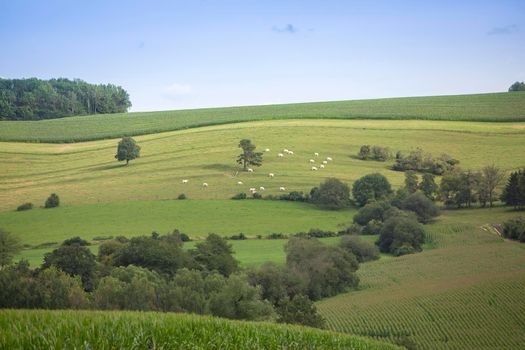 group of white cows grazes in green grassy field of morvan area in french burgundy under blue sky
