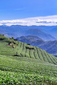 Beautiful green tea crop garden rows scene with blue sky and cloud, design concept for the fresh tea product background, copy space.