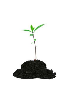 Close-up of a sapling of a tree emerging from a mound isolated on a white background.