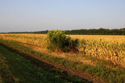 A ripe cornfield along the road against the background of the morning sky.