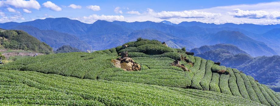 Beautiful green tea crop garden rows scene with blue sky and cloud, design concept for the fresh tea product background, copy space.