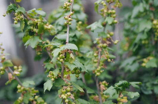 Natural plant green background. Currant bush with green berries on branches. Berry growing concept. Agricultural background