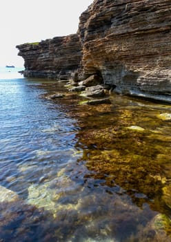 Thickets sea algae, brown seaweed (Cystoseira barbata, Sargassaceae) in the coastal zone of the sea, Crimea Black Sea