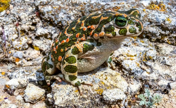 The European green toad (Bufotes viridis), Crimea