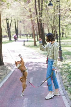A young woman trains a non-barking African dog for a walk in the park. The Basenji performs the command on its hind legs
