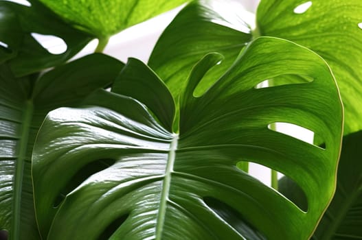 Monstera leaves close up. Generative AI. High quality illustration