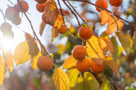 Persimmon ripe fruit garden. Tree branches with ripe persimmon fruits on a sunny day.