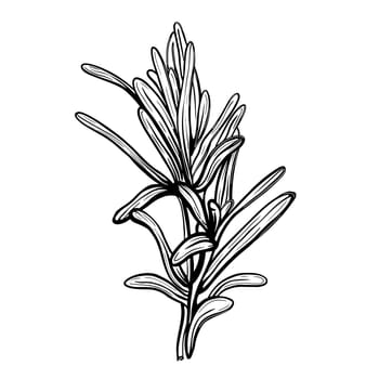 Rosemary isolated on a white background. Rosemary is a spicy spice. Hand drawn illustration in the Doodle style.