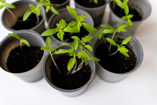 Agricultural background. We grow tomato seedlings at home. Rooted tomato sprouts on a white wooden table. Ready for boarding