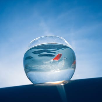 A goldfish swims in a round aquarium against a blue sky