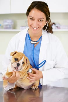 Portrait, happy doctor or dog at vet clinic for animal healthcare checkup in nursing consultation with stethoscope. Inspection, nurse or sick bulldog pet or puppy get exam or medical test for help.