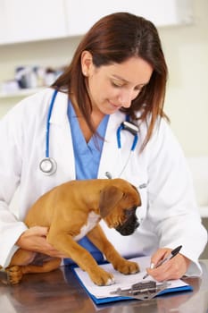 Veterinarian, writing or sick puppy at veterinary clinic for animal healthcare checkup inspection office. Doctor, history or boxer pet or rescue dog in medical examination test for a prescription.