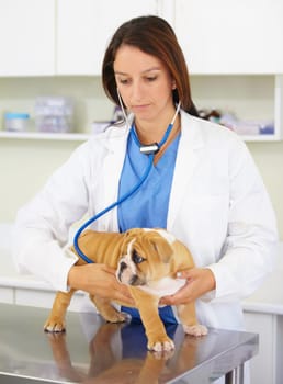 Heart beat, hands of doctor or dog at veterinary clinic for animal healthcare check up consultation. Inspection, nurse or sick bulldog pet or rescue puppy getting examination or medical test for help.