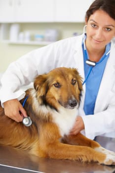 Portrait of doctor, heartbeat or dog at veterinary clinic for animal healthcare checkup inspection or nursing. Nurse, face or sick rough collie pet or puppy in examination or medical test for help.