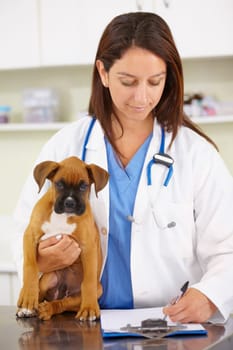 Doctor, writing or dog at veterinary clinic for animal healthcare checkup inspection or prescription. Veterinarian, history or sick boxer pet or rescue puppy in medical examination test in office.