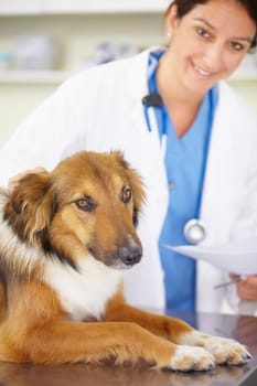 Portrait of doctor, exam or dog at veterinary clinic for animal healthcare checkup inspection or prescription. Nurse, face or sick rough collie pet or puppy in examination or medical test for help.