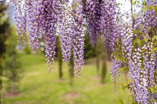 Blooming Wisteria Sinensis with classic purple flowers in full bloom in hanging racemes against a green background. Garden with wisteria in spring