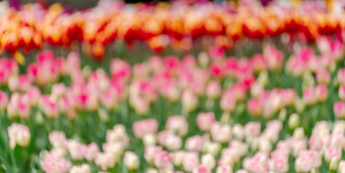 Pink tulips spring blossoming, bokeh flower background, pastel and soft floral card, selective focus.