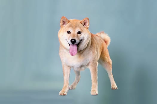 Dog brown orange Japanese Shiba inu. Stands on a gray background.