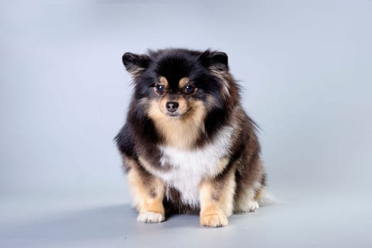 Portrait of a sitting Pomeranian, highlighted on a gray background after a haircut.
