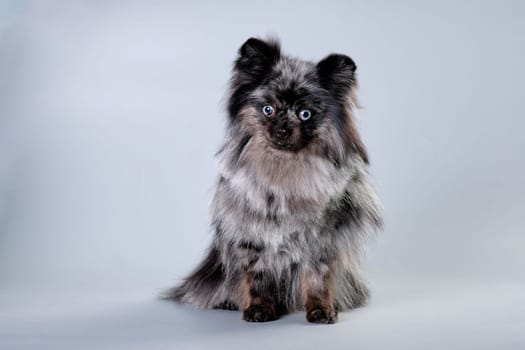 Portrait of a sitting Pomeranian dog, highlighted on a gray background after a haircut.