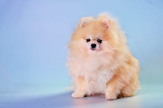 Portrait of sitting pomeranian spitz isolated on blue after grooming.