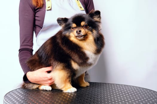 A female groomer holds a spitz dog on a grooming table.