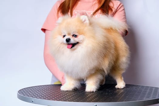 Red-haired Pomeranian spitz dog stands on a grooming table.