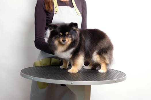 A female groomer holds a Pomeranian spitz dog on a grooming table on a white background.