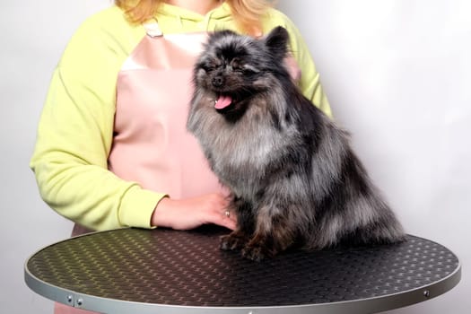 Pomeranian dog on the animal grooming table on the pet care table.