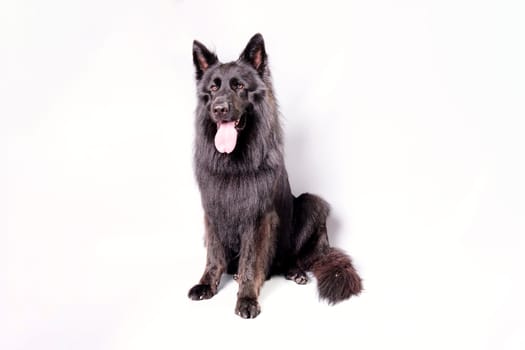 Sitting black long-haired German Shepherd isolated on a white background.