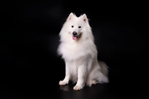 A sitting samoyed dog after express molting in an animal salon on a black background.