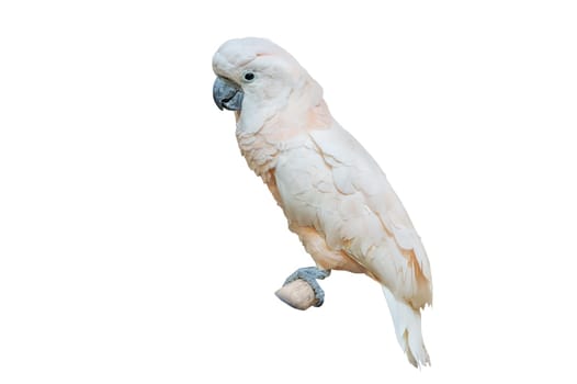 White cockatoo White parakeet perching on branch on white background isolate