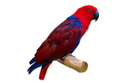 Eclectus roratus Red parakeet perching on branch on white background isolate
