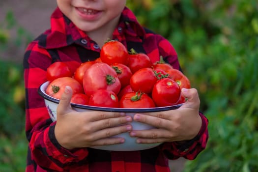 boy in the garden holding a bowl of freshly picked tomatoes. selective focus. nature