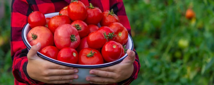 boy in the garden holding a bowl of freshly picked tomatoes. selective focus. nature