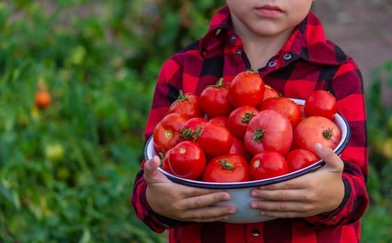 boy in the garden holding a bowl of freshly picked tomatoes. selective focus. nature