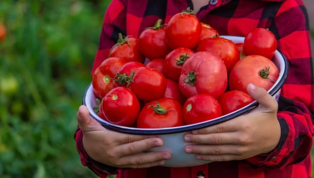 boy in the garden holding a bowl of freshly picked tomatoes. selective focus. nature