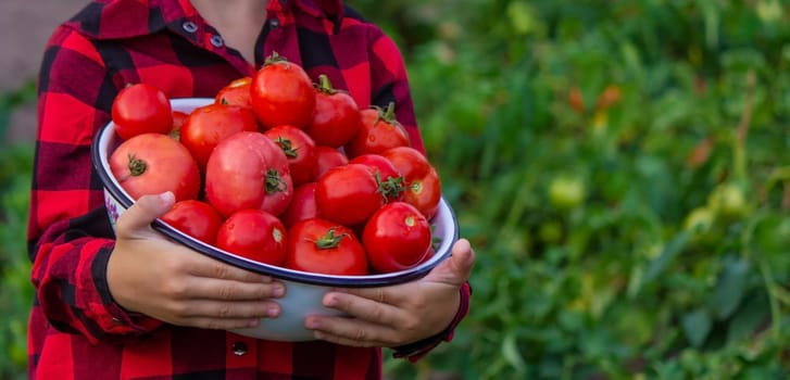 boy in the garden holding a bowl of freshly picked tomatoes. selective focus. nature