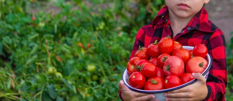 boy in the garden holding a bowl of freshly picked tomatoes. selective focus. nature
