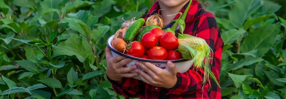 boy in the garden holding a bowl of freshly picked tomatoes. selective focus. nature